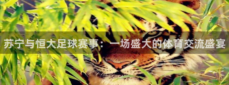  苏宁与恒大足球赛事：一场盛大的体育交流盛宴