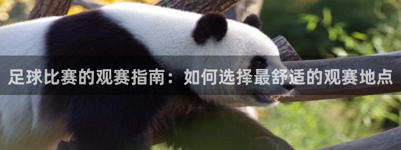足球比赛的观赛指南：如何选择最舒适的